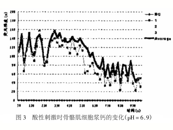 酸性刺激對大鼠骨骼肌細胞胞漿Ca2+的影