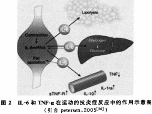 肥胖與運(yùn)動(dòng)研究進(jìn)展——慢性炎癥反應(yīng)學(xué)說