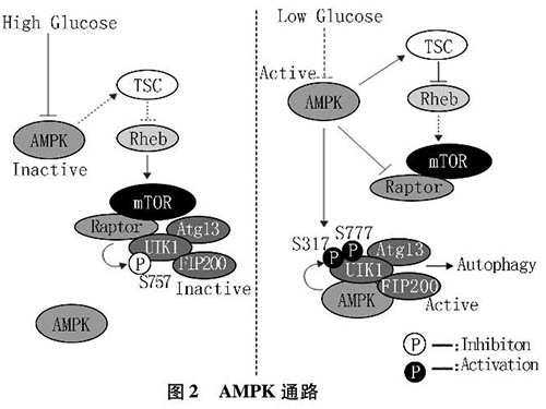 缺血缺氧狀態(tài)下細(xì)胞自噬相關(guān)分子機(jī)制的研究