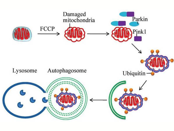 線粒體自噬的研究進(jìn)展