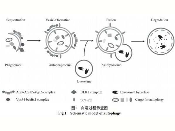 自噬的分子細(xì)胞機(jī)制研究進(jìn)展