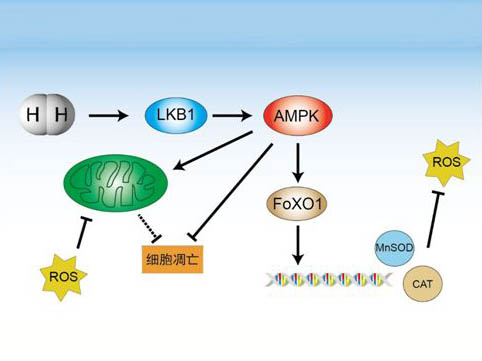 氧化應(yīng)激與細(xì)胞凋亡關(guān)系的研究進(jìn)展