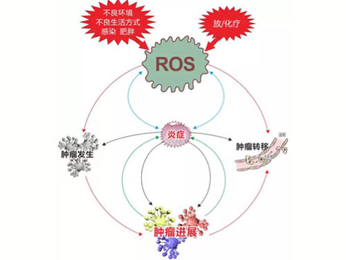 炎癥和氧化應(yīng)激