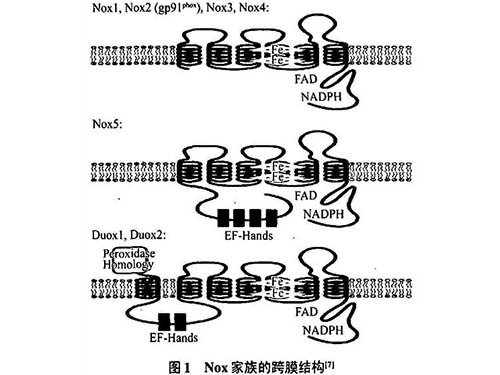 信號(hào)配體誘導(dǎo)的活性氧生成