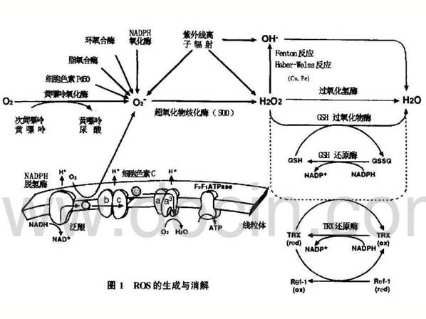 活性氧：從毒性分子到信號(hào)分子