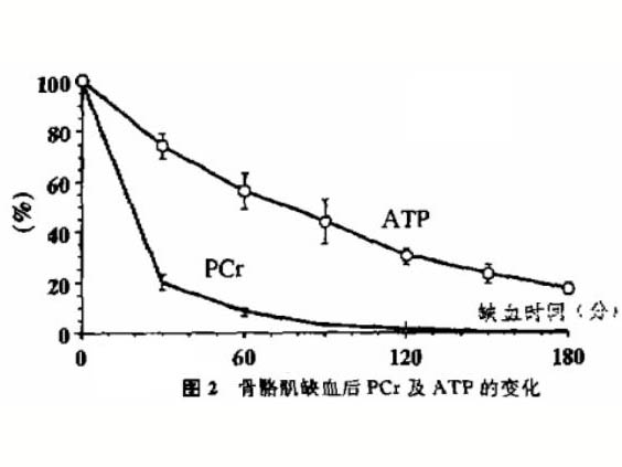 缺血對(duì)骨骼肌能量代謝的影響