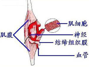 運動與骨骼肌超微結(jié)構(gòu)變化