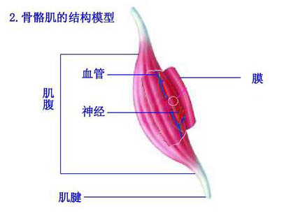 運(yùn)動(dòng)與骨骼肌超微結(jié)構(gòu)變化