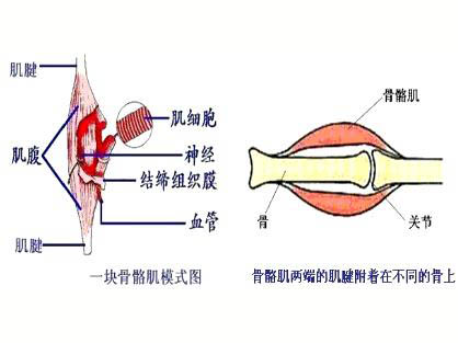 運(yùn)動(dòng)性骨骼肌微損傷的特性