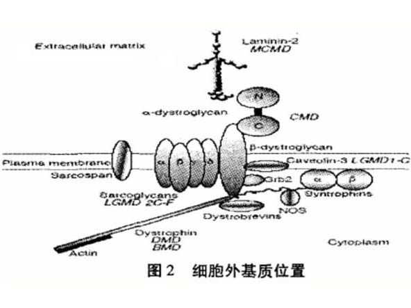 骨架蛋白、肌力與骨骼肌微損傷的關(guān)系研究