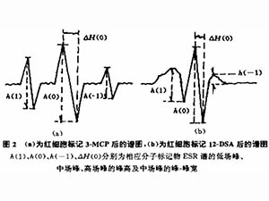 自由基對(duì)紅細(xì)胞膜分子流動(dòng)性的影響