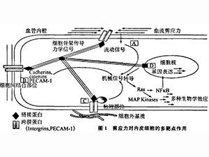 血流剪應力、生物力藥理學與疾病防治