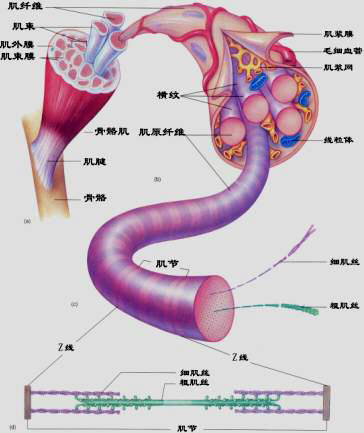 人體靜脈瓣與恒怡運(yùn)動(dòng)促通血流機(jī)理